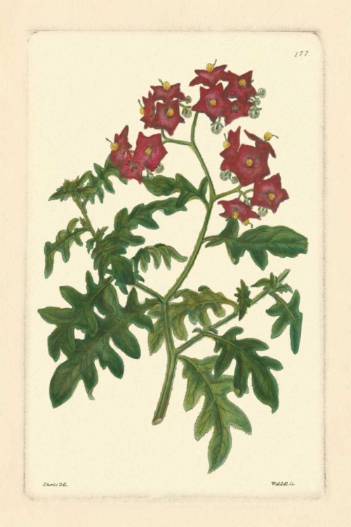 Picture of RED CURTIS BOTANICAL III