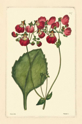 Picture of RED CURTIS BOTANICAL IV