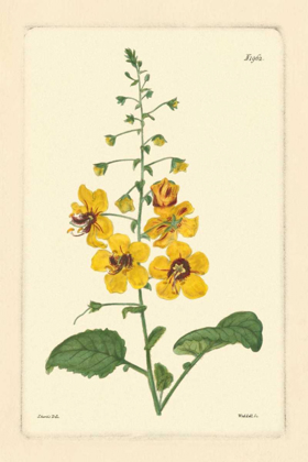 Picture of YELLOW CURTIS BOTANICAL II