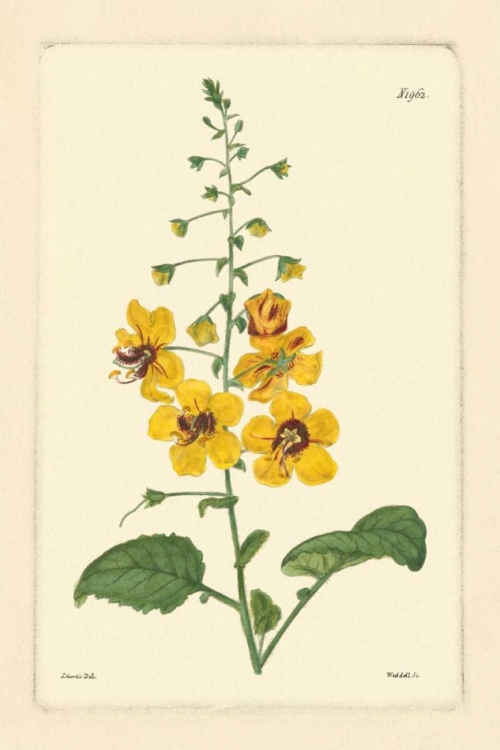 Picture of YELLOW CURTIS BOTANICAL II
