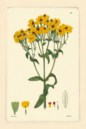 Picture of YELLOW CURTIS BOTANICAL III