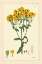 Picture of YELLOW CURTIS BOTANICAL III
