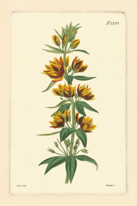 Picture of YELLOW CURTIS BOTANICAL IV