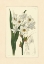 Picture of WHITE CURTIS BOTANICAL I