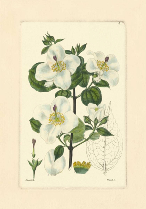 Picture of WHITE CURTIS BOTANICAL III