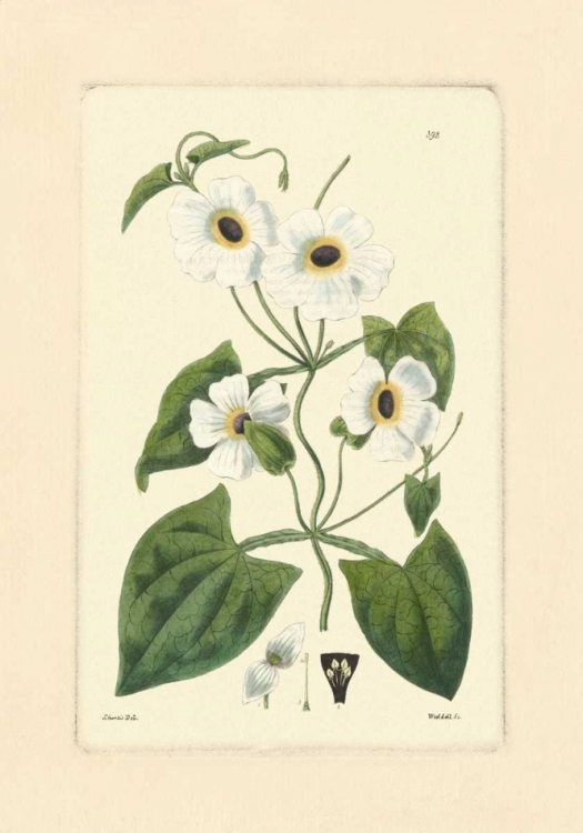 Picture of WHITE CURTIS BOTANICAL IV