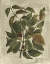 Picture of PRINTED DESHAYES TREES II