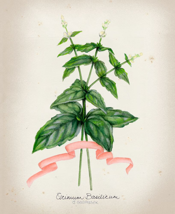 Picture of HERB SERIES IV