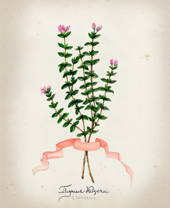 Picture of HERB SERIES VI