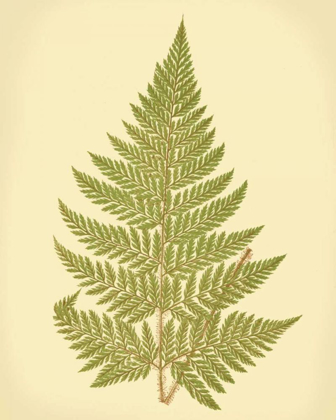 Picture of LOWES FERN I