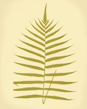 Picture of LOWES FERN IV