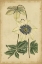 Picture of CURTIS BLOOMS IN WHITE I