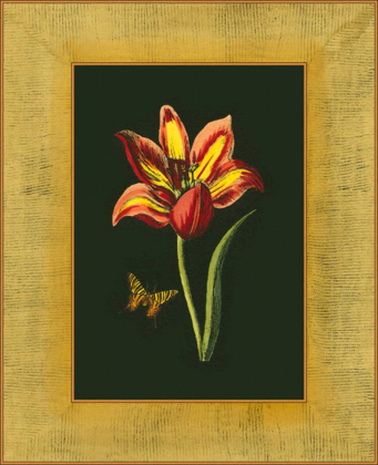 Picture of TULIP IN FRAME I
