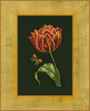 Picture of TULIP IN FRAME III