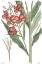 Picture of ANTIQUE FLORAL PLATE III