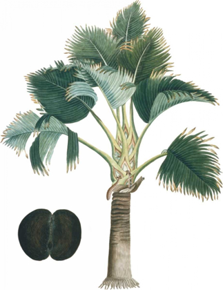 Picture of EXOTIC PALMS III