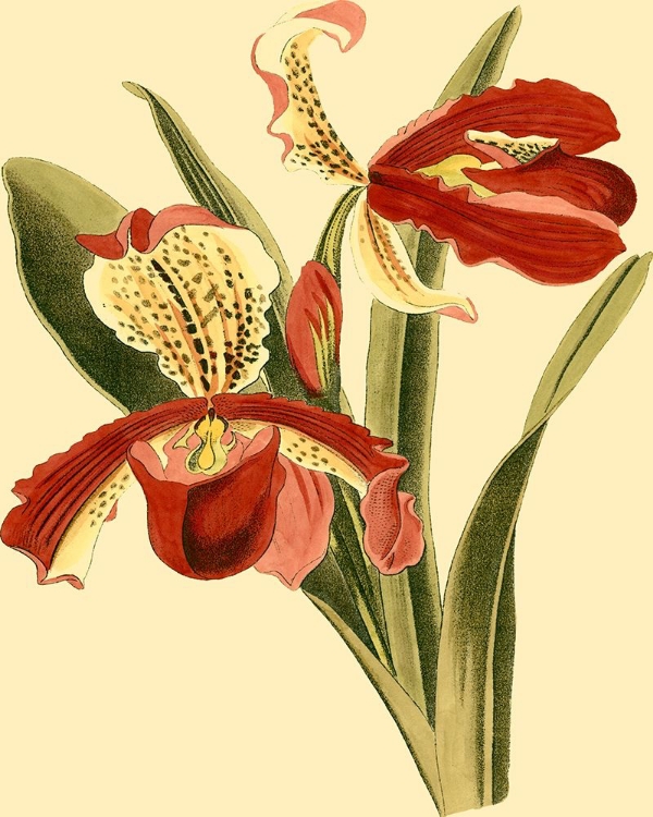 Picture of MINI ORCHID SPLENDOR I
