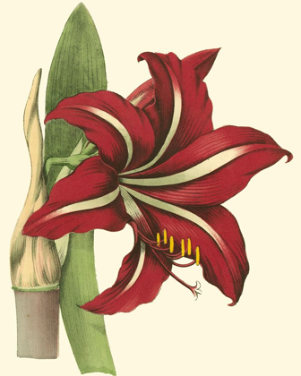 Picture of AMARYLLIS I