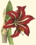 Picture of AMARYLLIS I