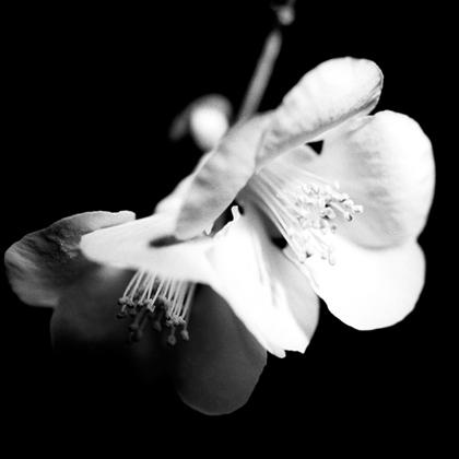 Picture of QUINCE BLOSSOMS I