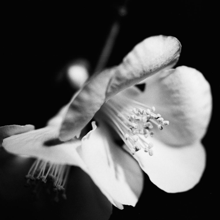 Picture of QUINCE BLOSSOMS II