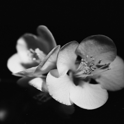 Picture of QUINCE BLOSSOMS IV