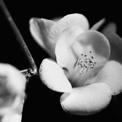 Picture of QUINCE BLOSSOMS V