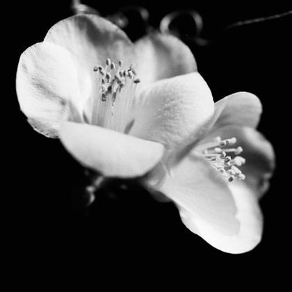 Picture of QUINCE BLOSSOMS VI