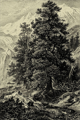 Picture of AROLLA PINE