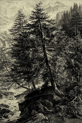 Picture of LARCH TREE