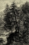 Picture of LARCH TREE