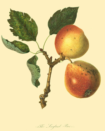 Picture of THE LONGLAND PEAR