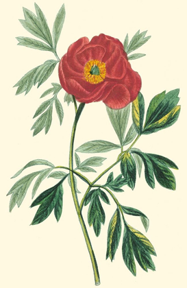 Picture of CRIMSON BEAUTY III