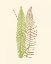 Picture of WOODLAND FERNS V