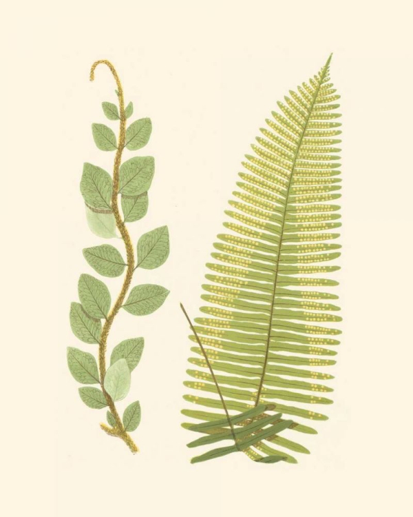 Picture of WOODLAND FERNS VI