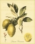 Picture of PETITE TUSCAN FRUITS II