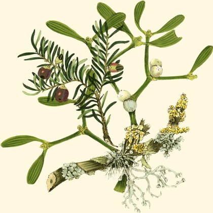 Picture of MISTLETOE BRANCH