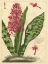 Picture of FLEUR DE ROUGE I