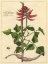 Picture of FLEUR DE ROUGE IV