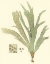 Picture of MARINE ALGAE I