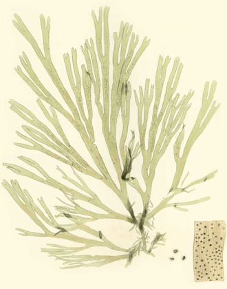 Picture of MARINE ALGAE II