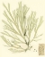 Picture of MARINE ALGAE II
