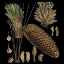 Picture of SMALL DRAMATIC CONIFERS VI