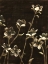 Picture of MEDIUM BLOSSOM NOCTURNE II