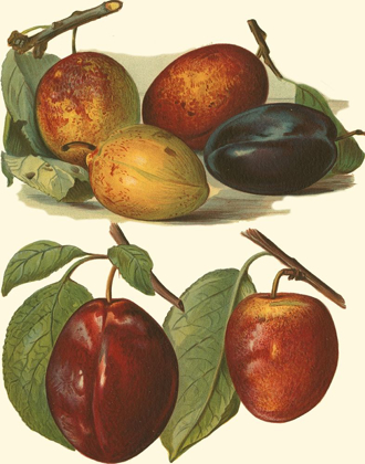 Picture of PLUM VARIETIES I