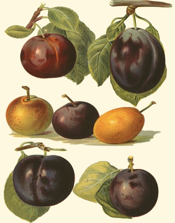 Picture of PLUM VARIETIES II