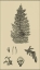 Picture of ARBOR STUDY I