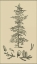 Picture of ARBOR STUDY II
