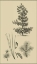 Picture of ARBOR STUDY III