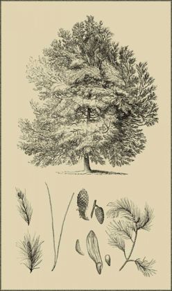 Picture of ARBOR STUDY IV